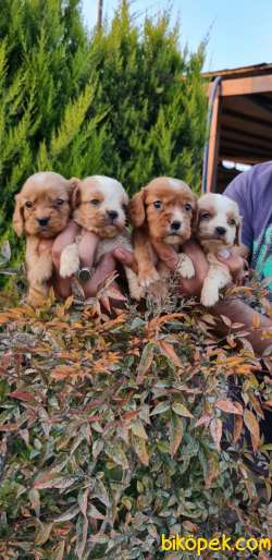Sevimli King Charles Cavalier Ve Ruby Yavrularm 1