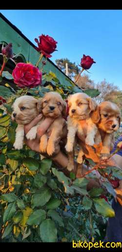 Sevimli King Charles Cavalier Ve Ruby Yavrularm 2