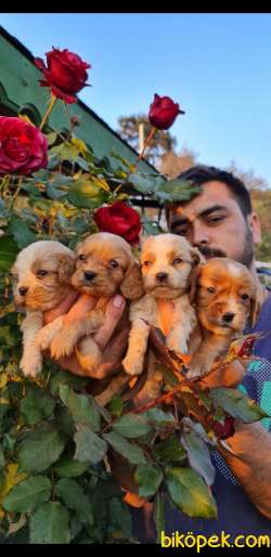 Sevimli King Charles Cavalier Ve Ruby Yavrularm 4