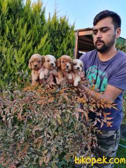 Sevimli King Charles Cavalier Ve Ruby Yavrularm 3