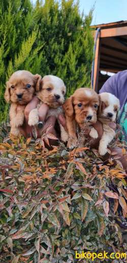 Sevimli King Charles Cavalier Ve Ruby Yavrularm 5