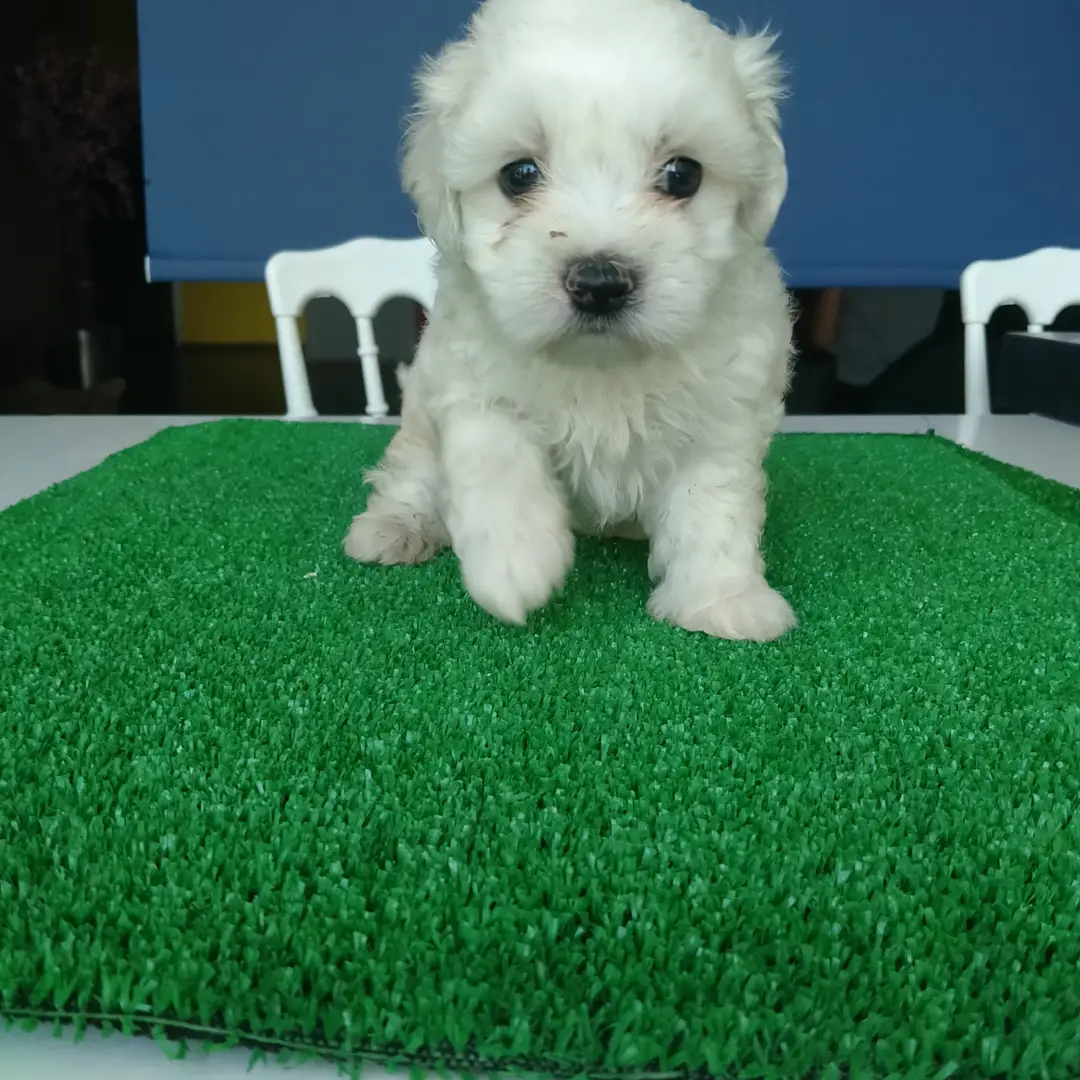 Sevimli Maltese Teriyer Yavrular 1