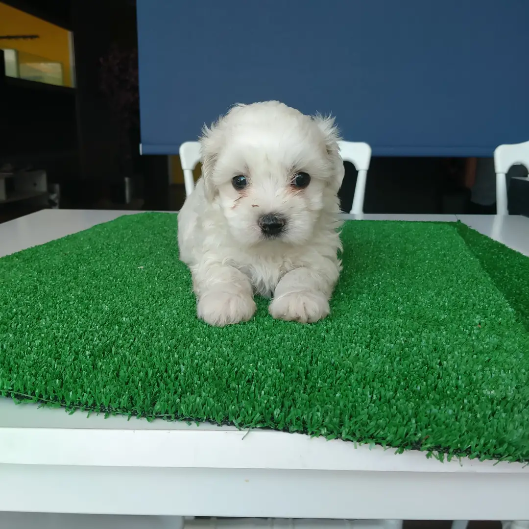 Sevimli Maltese Teriyer Yavrular 3