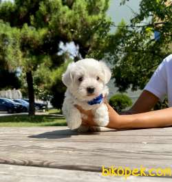 SEVİMLİ MALTESE TERRİER 3
