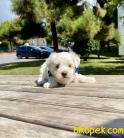 SEVİMLİ MALTESE TERRİER 4