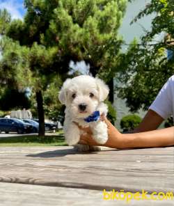 SEVİMLİ MALTESE TERRİER 2