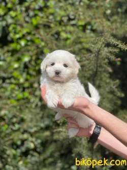 SEVİMLİ MALTESE TERRİER 3