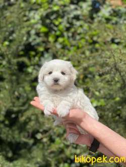 SEVİMLİ MALTESE TERRİER 4