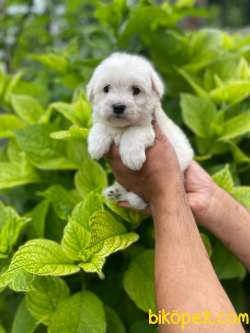 SEVİMLİ MALTESE TERRİER 1