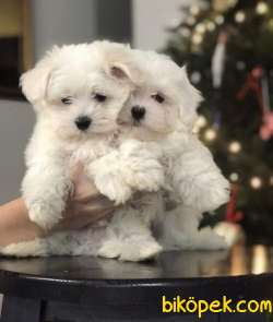 SEVİMLİ MALTESE TERRİER 2
