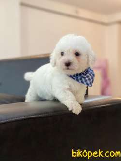 SEVİMLİ MALTESE TERRİER 1