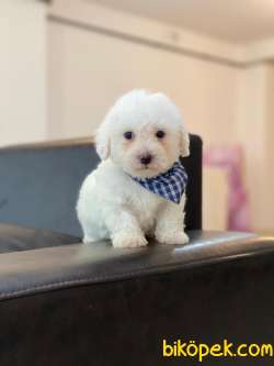 SEVİMLİ MALTESE TERRİER 2