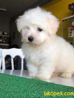 SEVİMLİ MALTESE TERRİER 4