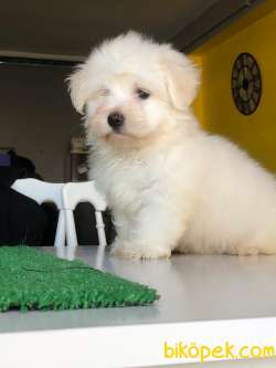 SEVİMLİ MALTESE TERRİER 2