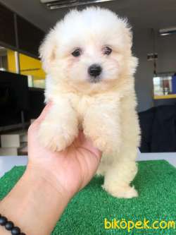SEVİMLİ MALTESE TERRİER 3
