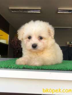 SEVİMLİ MALTESE TERRİER 1