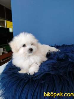 SEVİMLİ MALTESE TERRİER 1