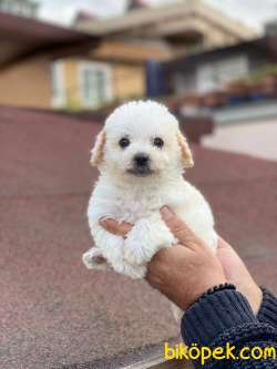 SEVİMLİ MALTESE TERRİER 2