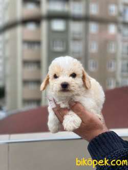 SEVİMLİ MALTESE TERRİER 3