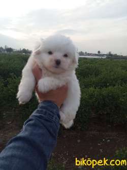 SEVİMLİ MALTESE TERRİER 3