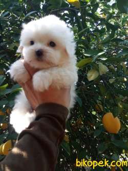 SEVİMLİ MALTESE TERRİER 2