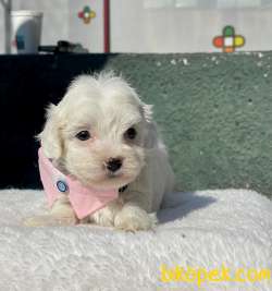 SEVİMLİ MALTESE TERRİER