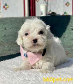 SEVİMLİ MALTESE TERRİER 3
