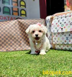 SEVİMLİ MALTESE TERRİER 3