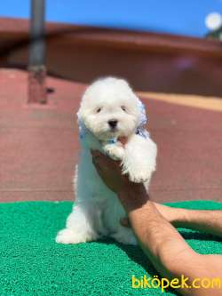 Sevimli Maltese Terrier Oğlumuz 2