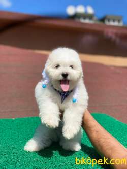 Sevimli Maltese Terrier Oğlumuz 1