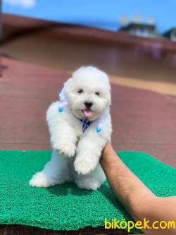 Sevimli Maltese Terrier Oğlumuz 3