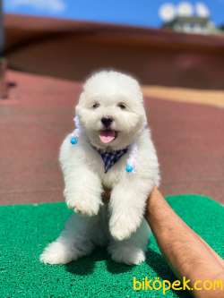 Sevimli Maltese Terrier Oğlumuz 4