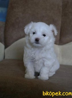 Sevimli Maltese Terrier Yavruları 2