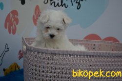 SEVİMLİ MALTESE TERRİER YAVRULARI 2