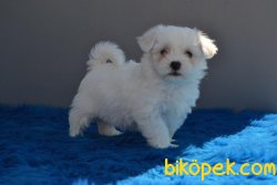 SEVİMLİ MALTESE TERRİER YAVRULARI 1