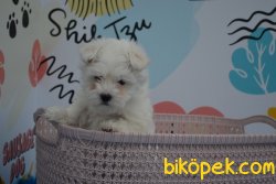 SEVİMLİ MALTESE TERRİER YAVRUMUZ 3