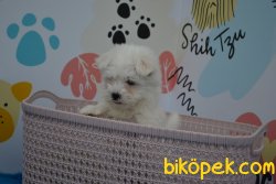 SEVİMLİ MALTESE TERRİER YAVRUMUZ 2