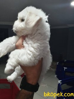 Sevimli Malteseler 2