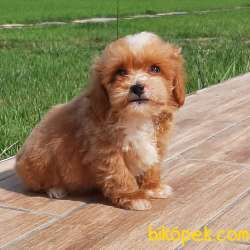 SEVİMLİ MALTİPO YAVRULARI 4