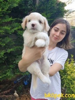 Sevimli Maltipoo 1