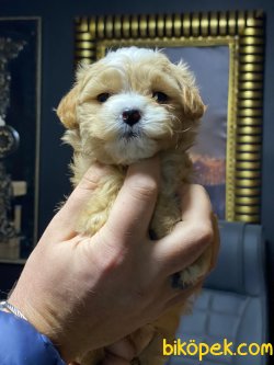 Sevimli Maltipoo Bebekler 2