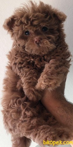 Sevimli Maltipoo Bebekler 5