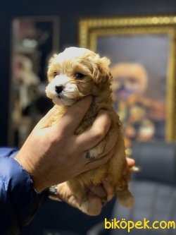 Sevimli Maltipoo Bebekler 3