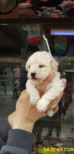 Sevimli Maltipoo Bebekler 1