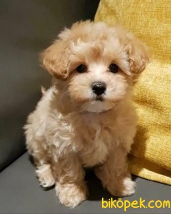 Sevimli Maltipoo Bebekler 4