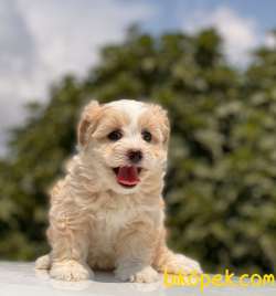 SEVİMLİ MALTİPOO KIZIMIZ 3