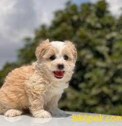SEVİMLİ MALTİPOO KIZIMIZ 2