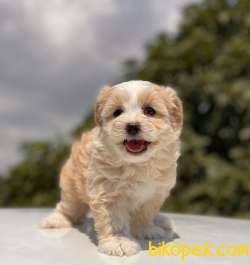 SEVİMLİ MALTİPOO KIZIMIZ 1