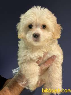 SEVİMLİ MALTİPOO YAVRUAR 1