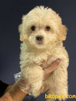 SEVİMLİ MALTİPOO YAVRUAR 3